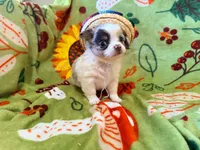 Stuart, a male Chihuahua for sale in Seneca, MO – 1 of 8