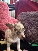 Chanel akc tiny, a female Chihuahua for sale in Seneca, MO – 4 of 9