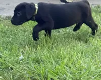 Dean AKC green collar-4th of July Special, a male Cane Corso for sale in Seneca, MO – 6 of 10