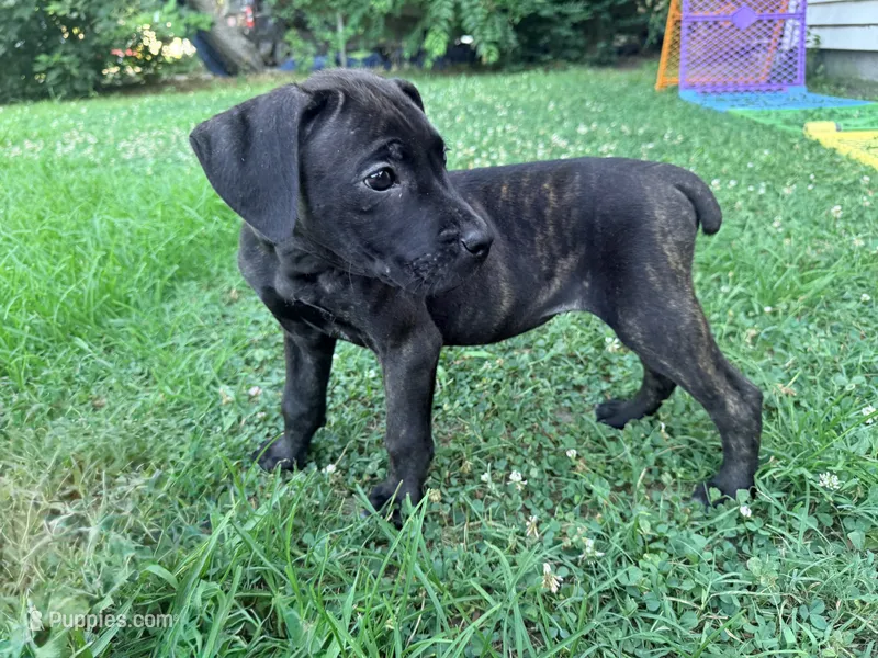 Ketch AKC orange collar – Cane Corso puppy for sale in Seneca, MO