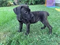 Ketch AKC orange collar, a male Cane Corso for sale in Seneca, MO – 1 of 10