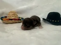 Winchester , a male Chihuahua for sale in Seneca, MO – 4 of 5