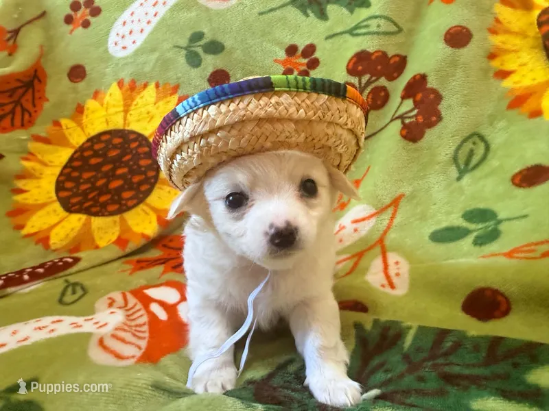Dave – Chihuahua puppy for sale in Seneca, MO