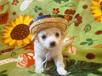 Dave, a male Chihuahua for sale in Seneca, MO – 1 of 6