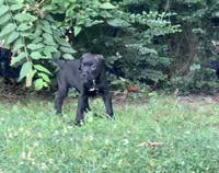 Crowley AKC yellow collar, a male Cane Corso for sale in Seneca, MO – 1 of 10