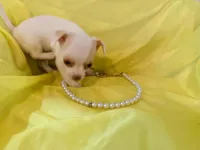 AKC Pearl, a female Chihuahua for sale in Seneca, MO – 2 of 10