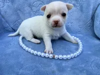 Elsa, a female Chihuahua for sale in Seneca, MO – 5 of 8