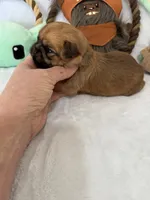 Madolorian, a male Brussels Griffon for sale in Seneca, MO – 6 of 9