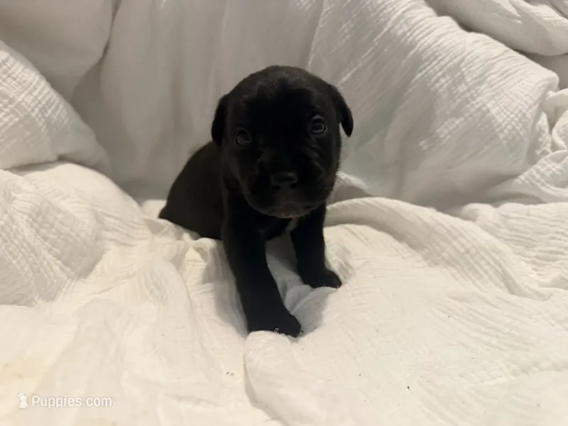 Crowley AKC yellow collar-Delivery Special! – Cane Corso puppy for sale in Seneca, MO