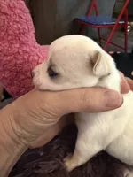 Olaf, a male Chihuahua for sale in Seneca, MO – 3 of 10