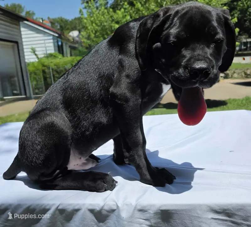 Rufus AKC blue collar  – Cane Corso puppy for sale in Seneca, MO