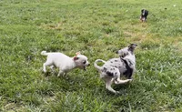 AKC Olaf, a male Chihuahua for sale in Seneca, MO – 3 of 10