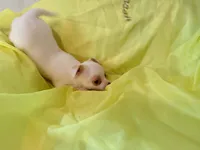 AKC Pearl, a female Chihuahua for sale in Seneca, MO – 8 of 10