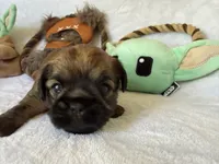 Darth Vader , a male Brussels Griffon for sale in Seneca, MO – 3 of 10