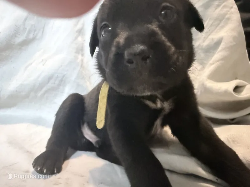 Crowley AKC yellow collar-Delivery Special! – Cane Corso puppy for sale in Seneca, MO