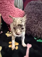 Chanel akc tiny, a female Chihuahua for sale in Seneca, MO – 5 of 9