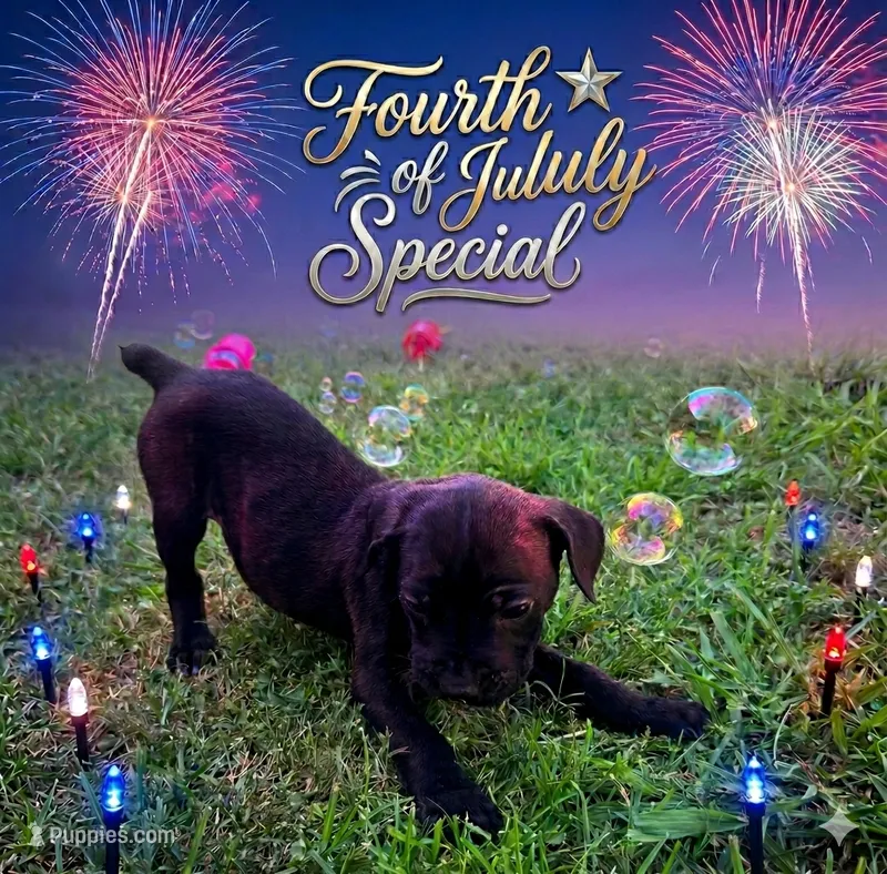 Ketch AKC orange collar-4th of July Special! – Cane Corso puppy for sale in Seneca, MO