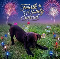 Ketch AKC orange collar-4th of July Special!, a male Cane Corso for sale in Seneca, MO – 1 of 10