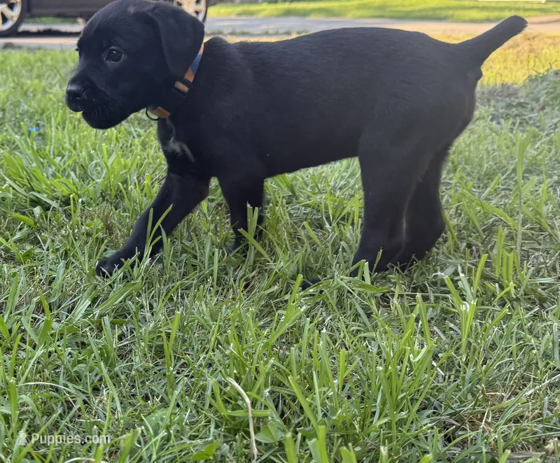 Crowley AKC yellow collar-Delivery Special! – Cane Corso puppy for sale in Seneca, MO