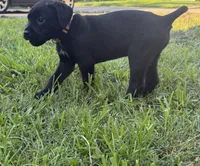 Crowley AKC yellow collar-4th of July Special!, a male Cane Corso for sale in Seneca, MO – 6 of 10