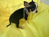 AKC Blackbeard, a male Chihuahua for sale in Seneca, MO – 4 of 8