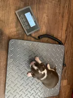 Christoff, a male Chihuahua for sale in Seneca, MO – 7 of 8