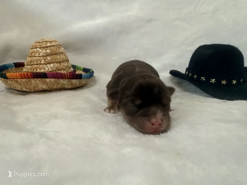Winchester  – Chihuahua puppy for sale in Seneca, MO