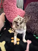 Chanel akc tiny, a female Chihuahua for sale in Seneca, MO – 7 of 9