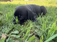 Rufus AKC blue collar - 4th of July Special!, a male Cane Corso for sale in Seneca, MO – 6 of 10