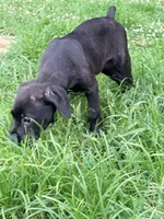 Crowley AKC (age discount), a male Cane Corso for sale in Seneca, MO – 6 of 10