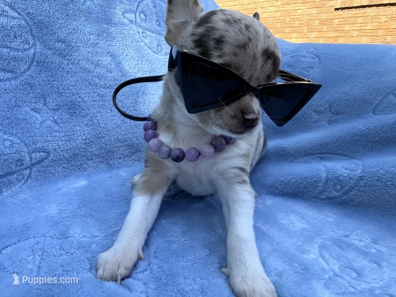 Chanel akc tiny – Chihuahua puppy for sale in Seneca, MO