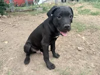 Crowley AKC (age discount), a male Cane Corso for sale in Seneca, MO – 5 of 7