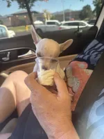 AKC Olaf, a male Chihuahua for sale in Seneca, MO – 2 of 10