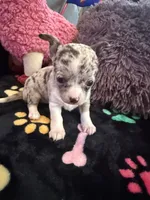Gucci akc tiny, a female Chihuahua for sale in Seneca, MO – 2 of 9