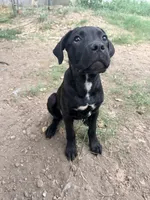 Crowley AKC (age discount), a male Cane Corso for sale in Seneca, MO – 3 of 7