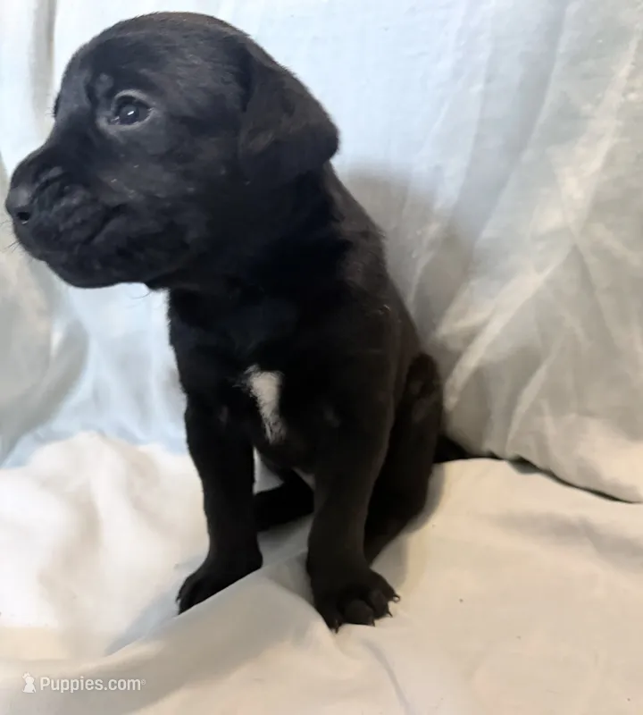 Dean AKC green collar-Delivery Special! – Cane Corso puppy for sale in Seneca, MO