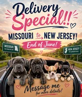 Cain AKC red collar-Delivery Special!, a male Cane Corso for sale in Seneca, MO – 2 of 8