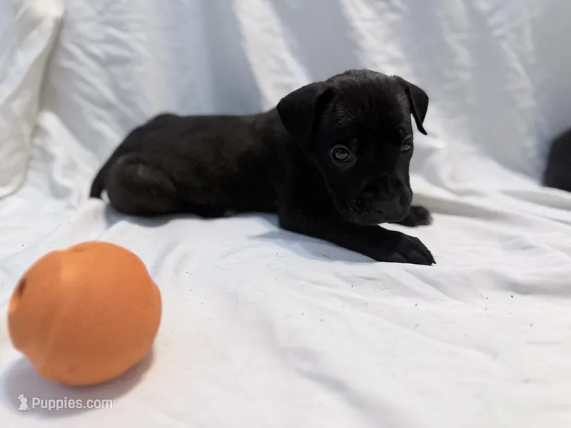 Ketch AKC orange collar-Delivery Special! – Cane Corso puppy for sale in Seneca, MO