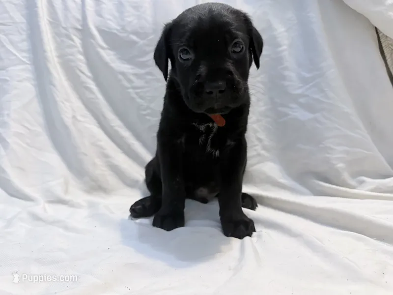 Cain AKC red collar-Delivery Special! – Cane Corso puppy for sale in Seneca, MO