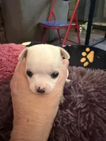 Olaf, a male Chihuahua for sale in Seneca, MO – 4 of 10