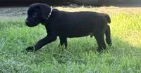 Dean AKC green collar-4th of July Special, a male Cane Corso for sale in Seneca, MO – 5 of 10
