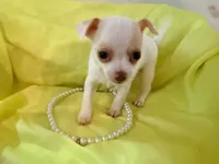 AKC Pearl, a female Chihuahua for sale in Seneca, MO – 10 of 10