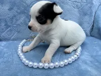 Anna tiny, a female Chihuahua for sale in Seneca, MO – 9 of 9