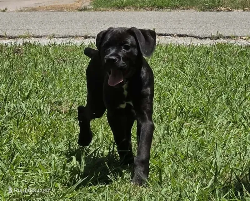 Crowley AKC yellow collar – Cane Corso puppy for sale in Seneca, MO