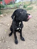 Crowley AKC (age discount), a male Cane Corso for sale in Seneca, MO – 2 of 7