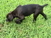 Crowley AKC (age discount), a male Cane Corso for sale in Seneca, MO – 7 of 10
