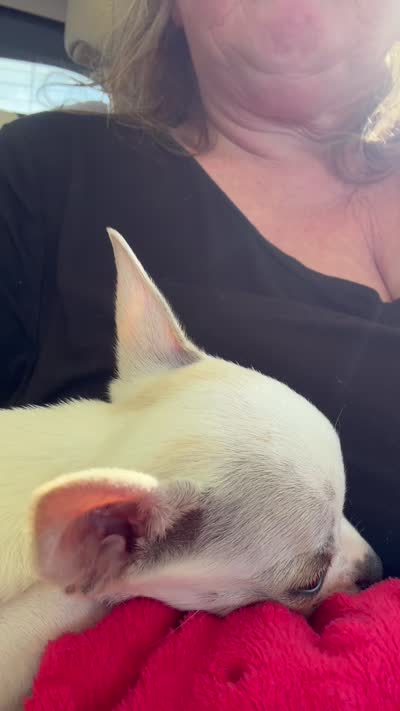 AKC Olaf, a male Chihuahua for sale in Seneca, MO – 9 of 10