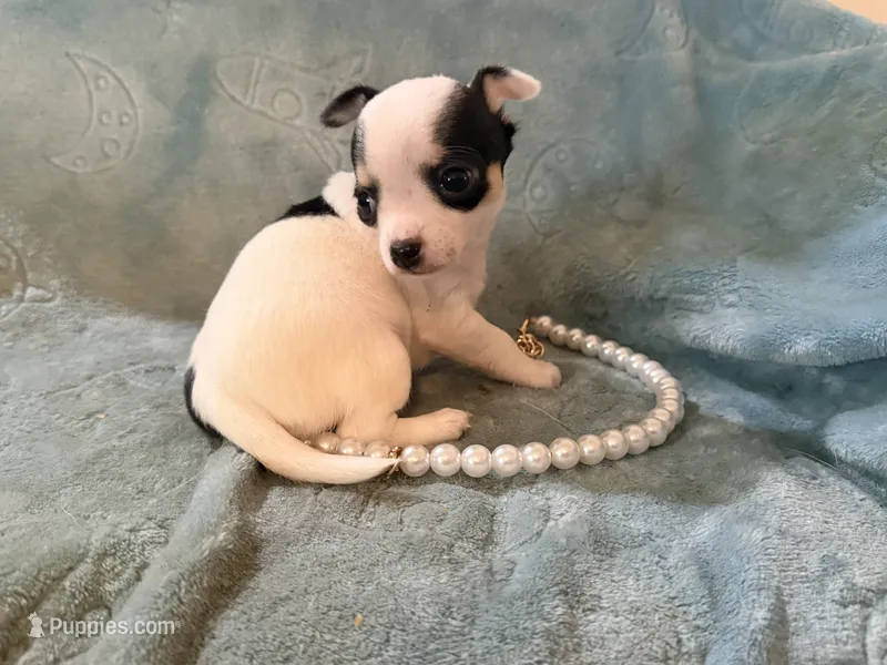 Anna tiny – Chihuahua puppy for sale in Seneca, MO