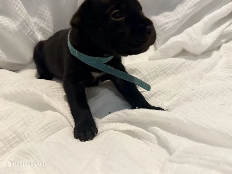Rufus AKC blue collar -Delivery Special! – Cane Corso puppy for sale in Seneca, MO