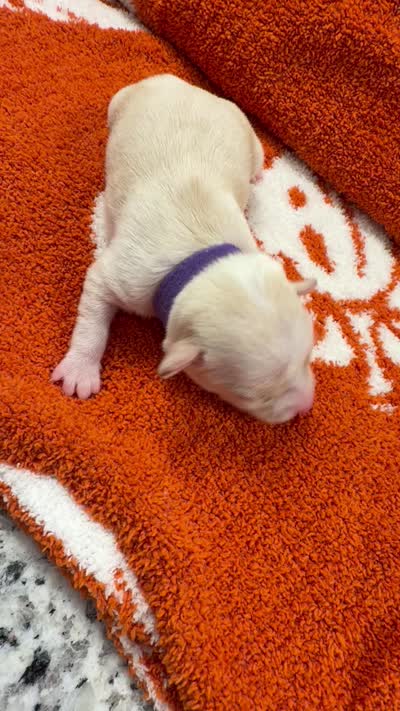 Luna, a female Chihuahua for sale in Seneca, MO – 5 of 5